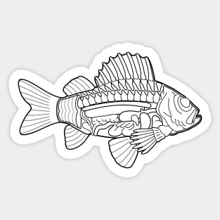 Fish Anatomy Ichthyology Line Drawing Sticker